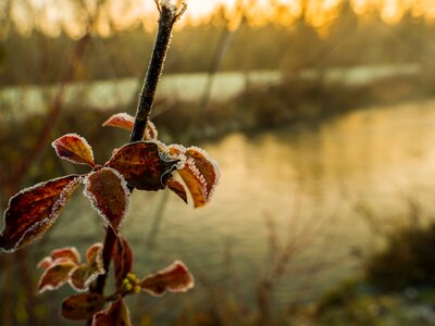 Morning nature snow
