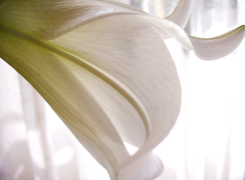 Close up flower indoors