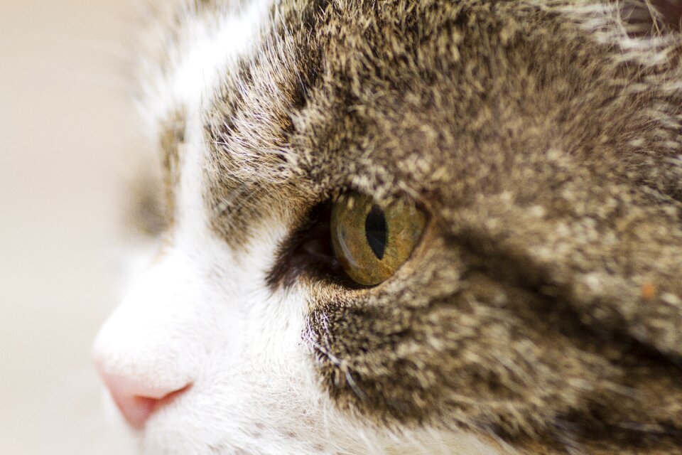 Nos closeup feline
