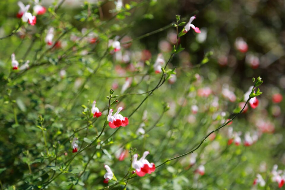 Plants wildflower fall flowers photo