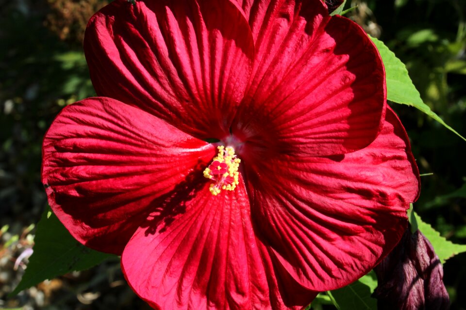 Tropical plant flowers petal