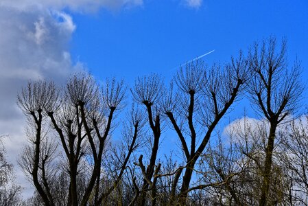 Bare trees winter trees clipped photo