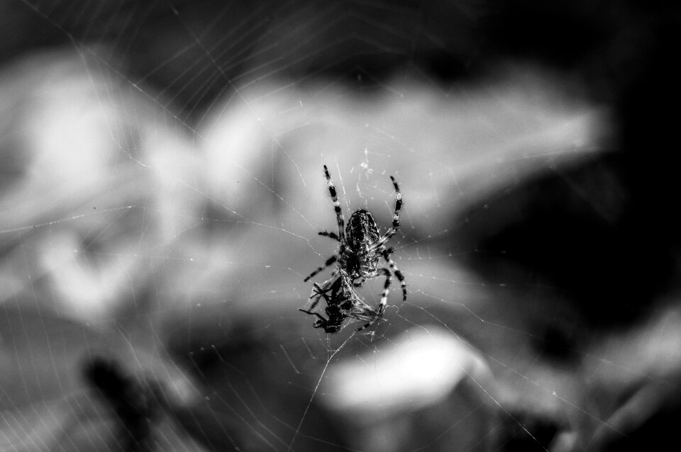 Victim biology insect