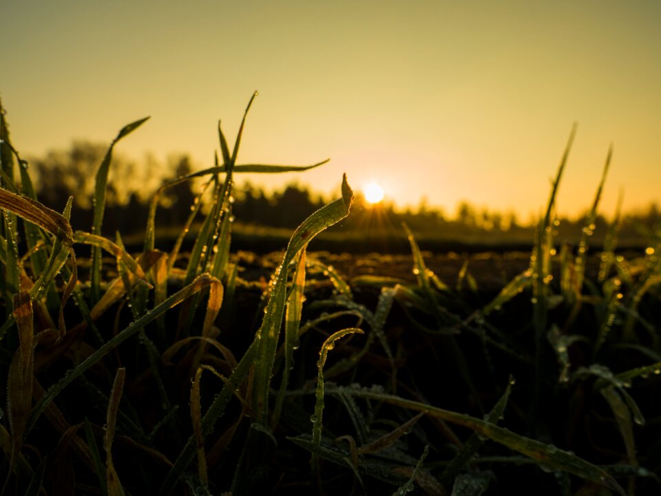 Morning frost cold