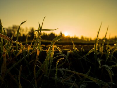 Morning frost cold photo