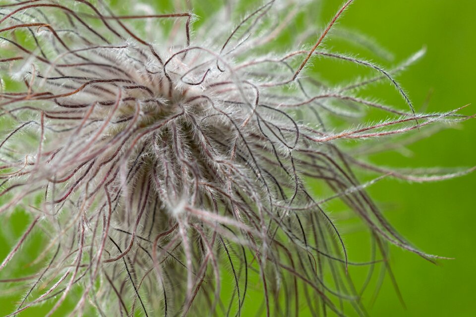 Pointed flower faded flower faded meadow flower