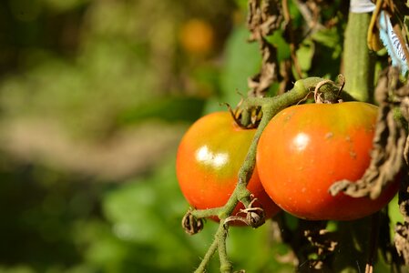 Red food nutrition photo