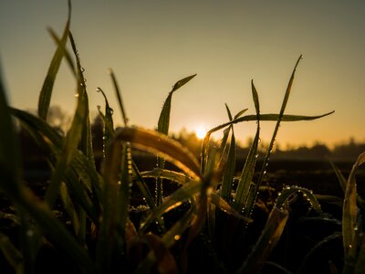 Morning frost cold photo