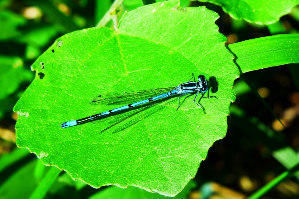 At the court of dragonflies równoskrzydłe nature
