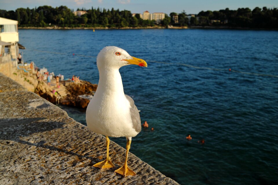 Animal nature water bird
