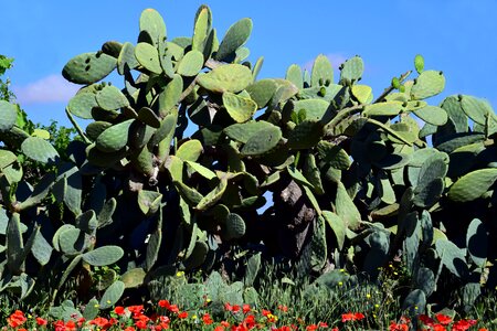 Prickly spur plant photo