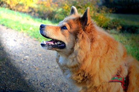 Purebred dog animal pet