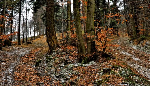 Autumn way crossroads
