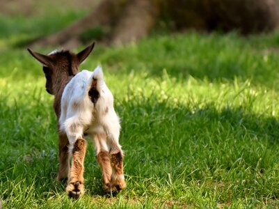 Romp cute small