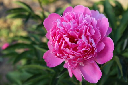 Pink pentecost garden