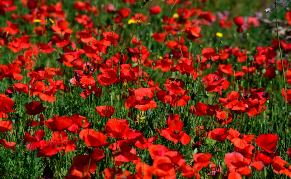 Nature red poppy thriving mohnfeld