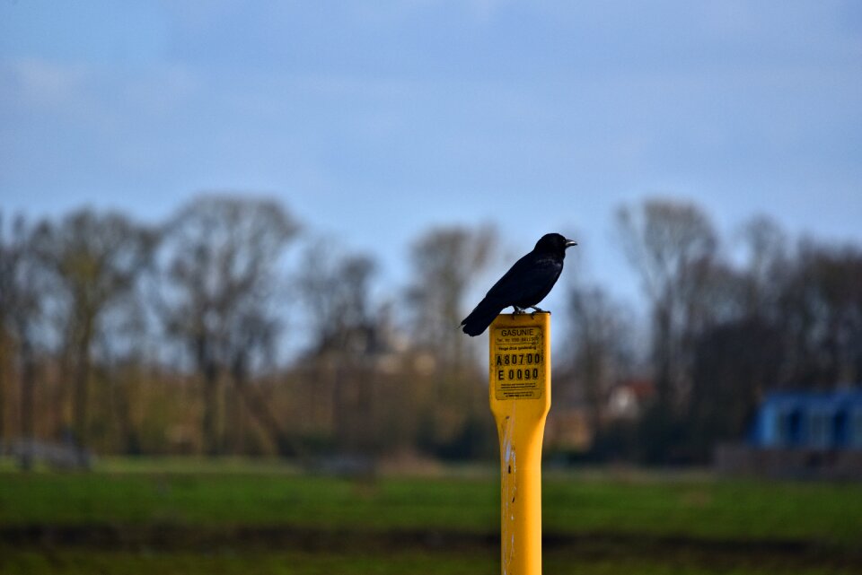Corvidae wildlife animal