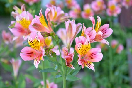 Color pink spring petals photo