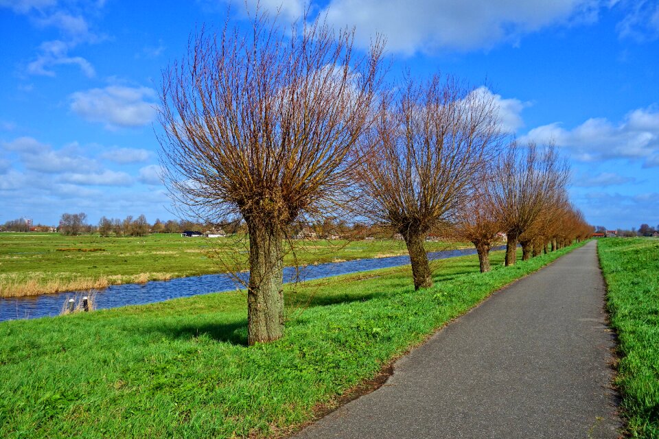 Pollarded willow road grass