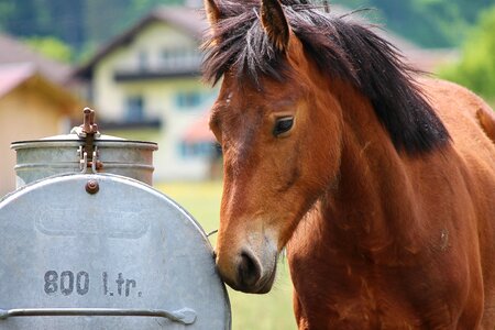 Potions cart horse trough thirst photo