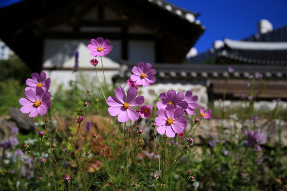 Plants flower garden petal