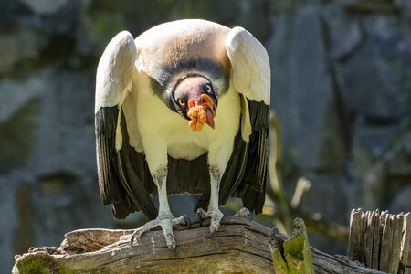 Scavengers raptor usa photo