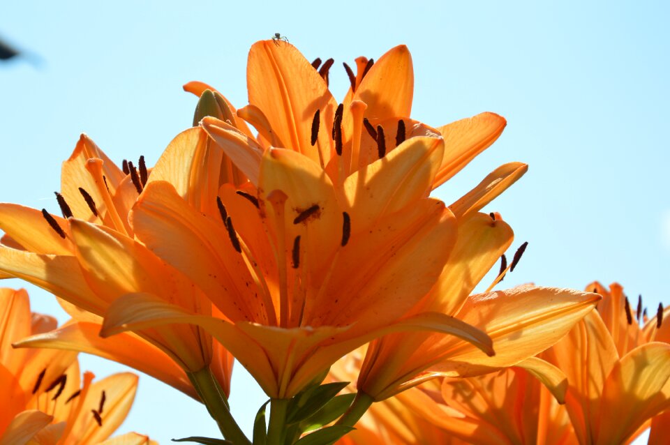 Sun garden nature