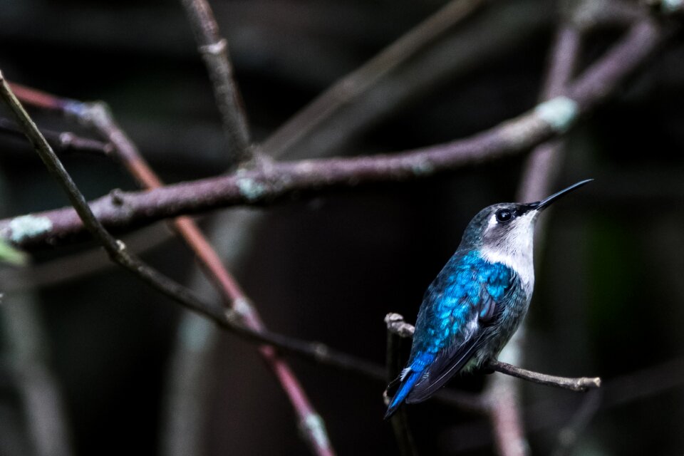 Mellisuga helenae zunzuncito endemic