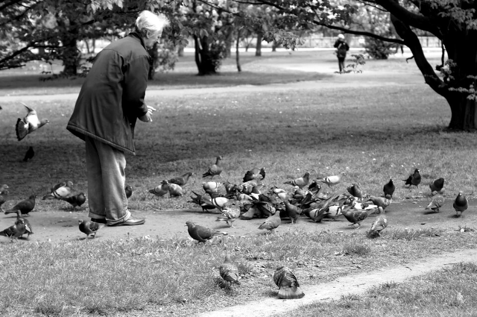 Feeds black and white dove