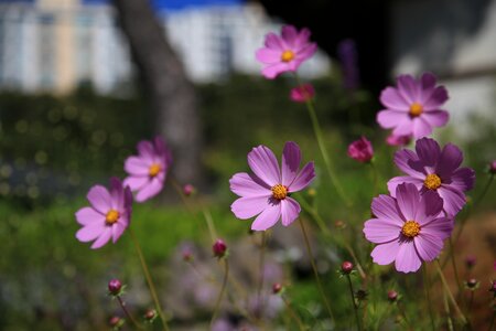 Plants flower garden petal
