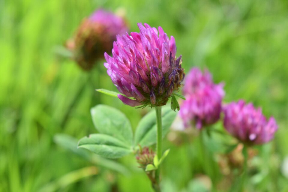 Pointed flower fodder plant wild flower