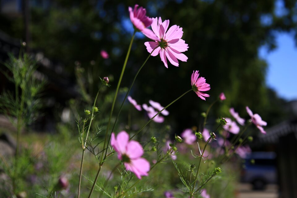 Plants flower garden petal