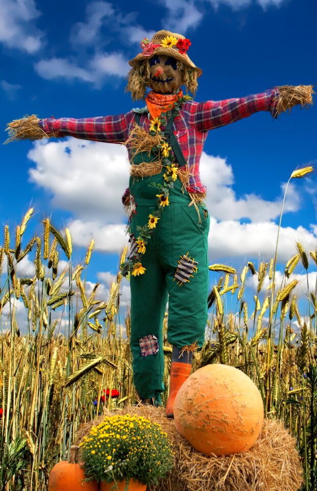 Straw agriculture cereals