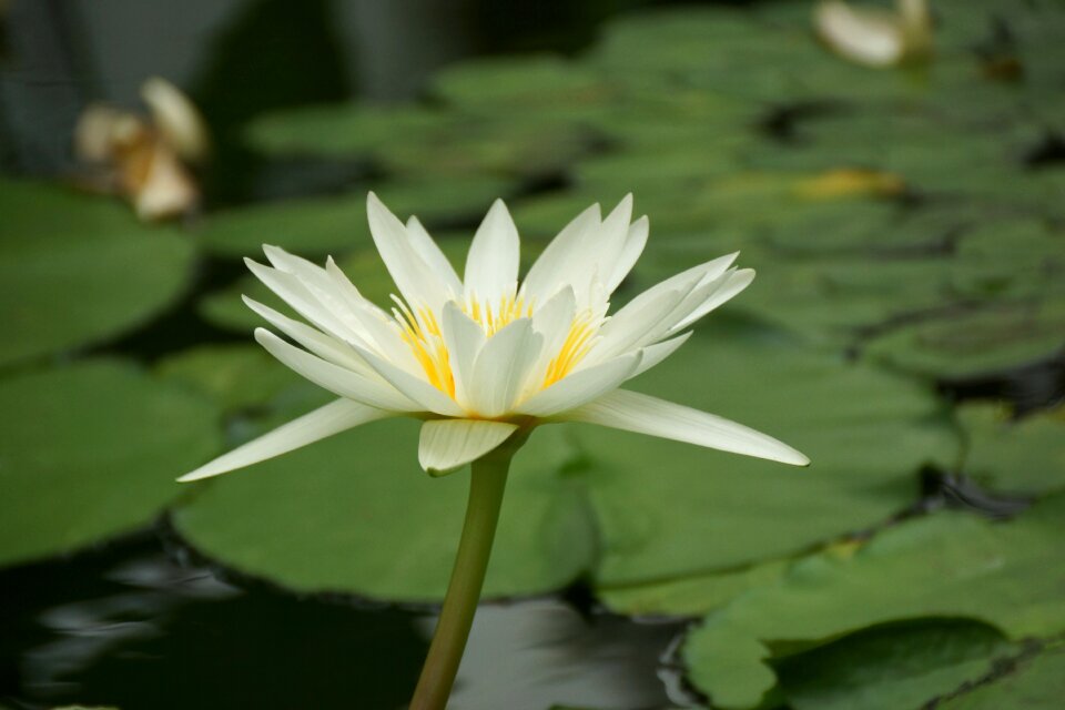 Aquatic lily waterlily