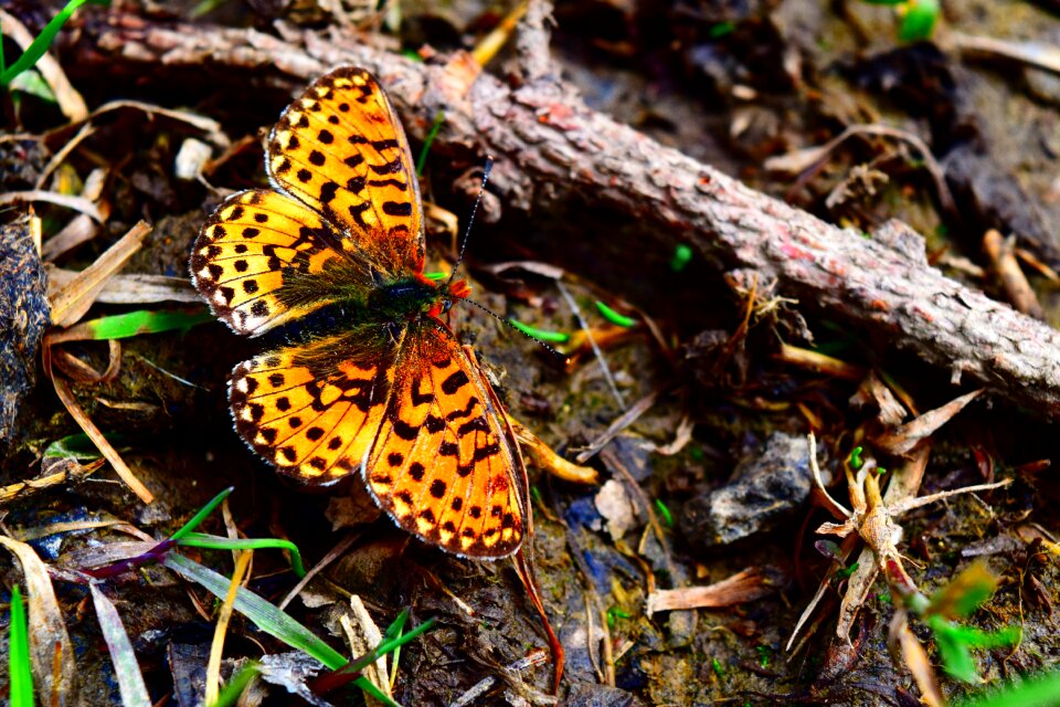 Butterflies flight insect close up