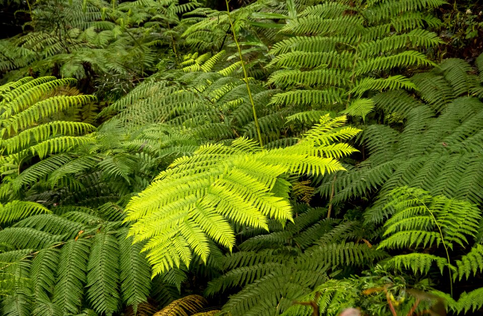 Foliage rainforest lush