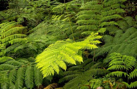 Foliage rainforest lush