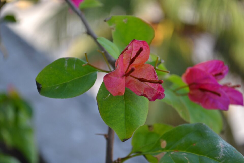 Flower nature leaf