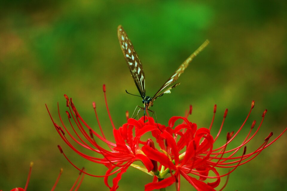 Insects lycoris squamigera nature