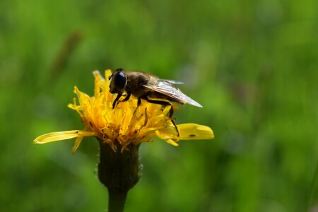 Hoverfly pollination flower