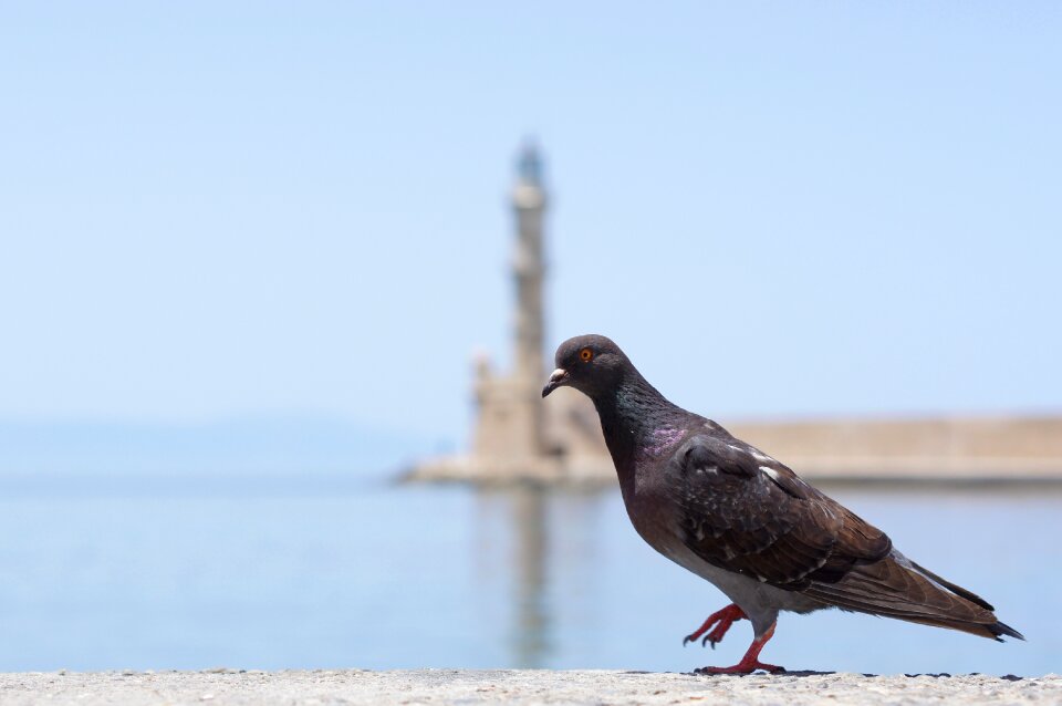 Port water bird