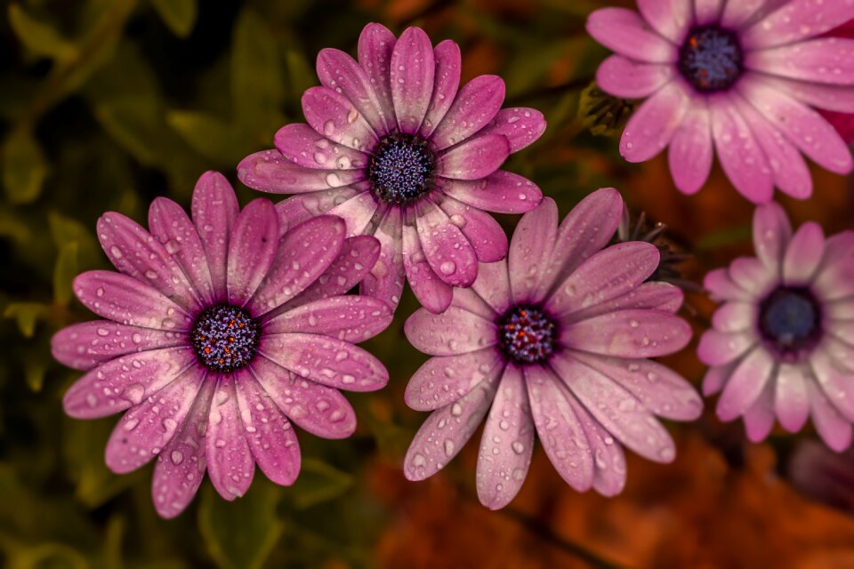 Summer purple color