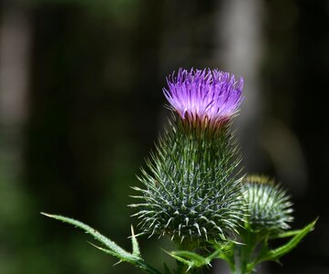 Acker thistle flora cirsium arvense photo