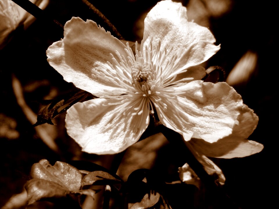 Tree white flower garden