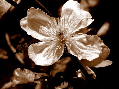 Tree white flower garden