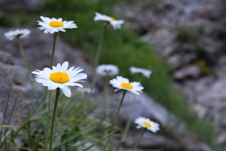 Wild flowers blossom bloom