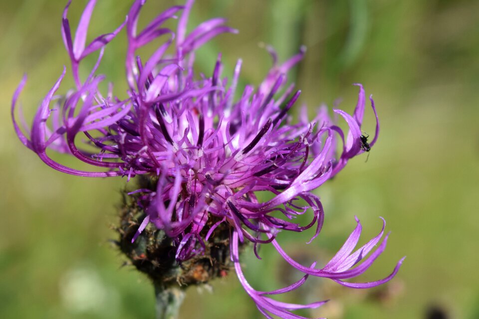 Alpine flower flower violet