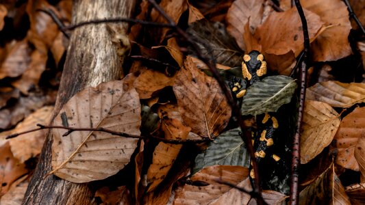 Salamander nature yellow