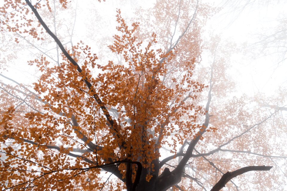 Autumn foliage colored