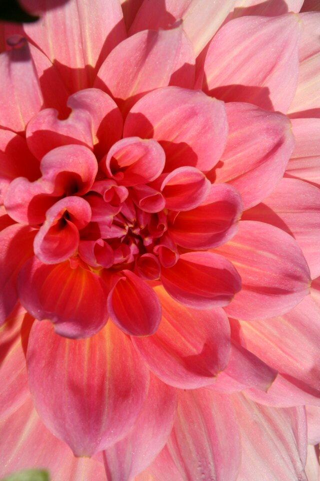 Dahlia pink petals
